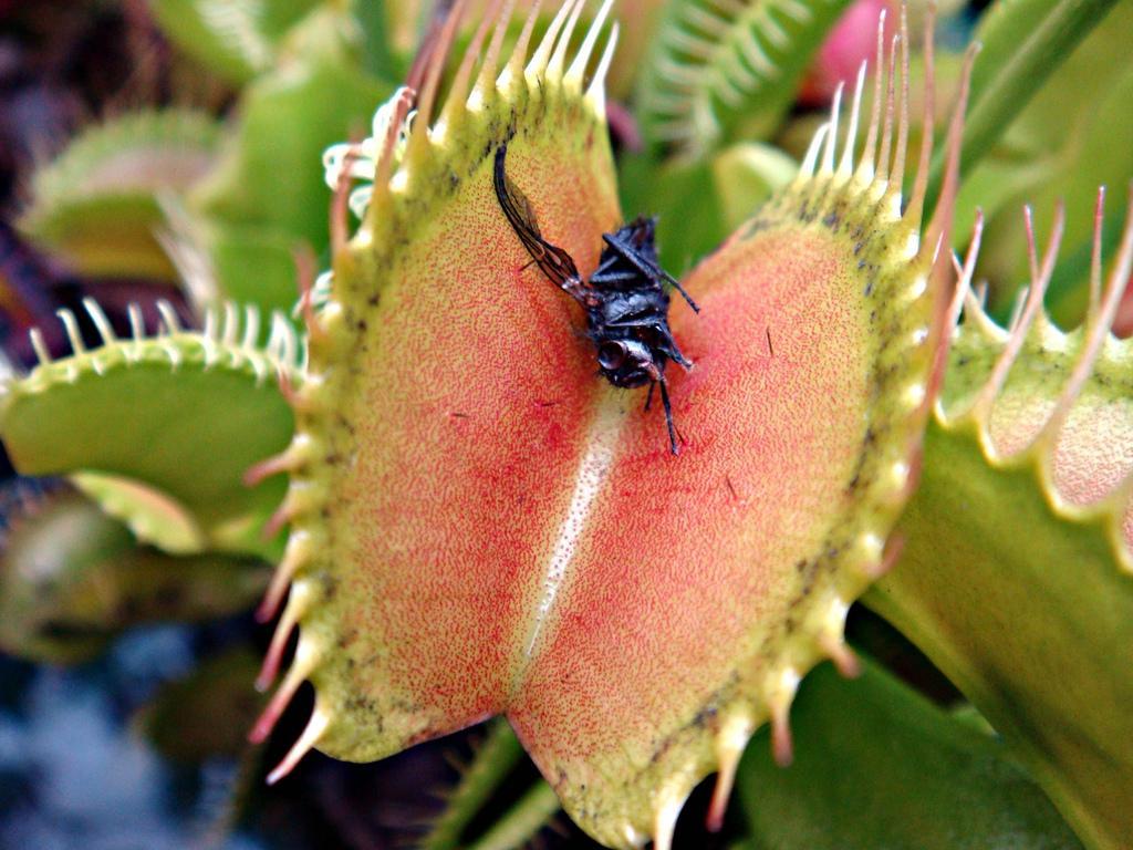 Хищные растения ловят и полностью переваривают насекомых 